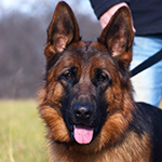 red and black german shepherd puppies for sale near me